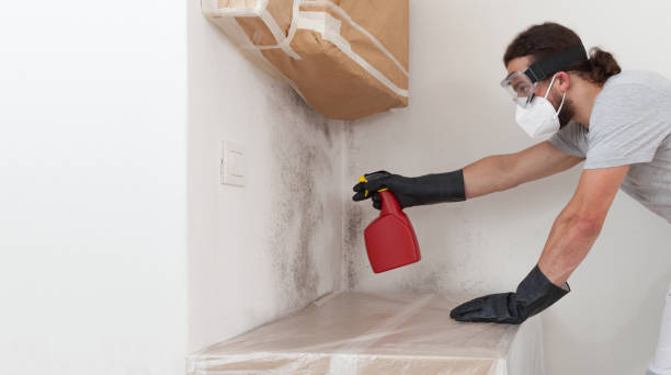 Professional Basement Mold Removal technician working in Hillsborough, NC
