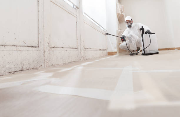 24/7 Emergency Basement Mold Removal experts in Hillsborough, NC
