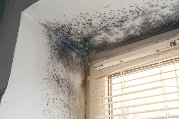 Affordable Basement Mold Removal solutions in Hillsborough, NC