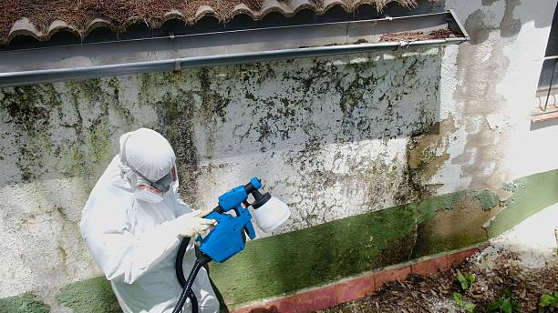 Top rated local Basement Mold Removal specialists in Hillsborough, NC